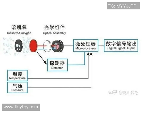 深度探讨杨磊在王者荣耀中的成长与人生哲学实时数据